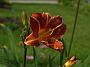 Hemerocallis Pfennigparade_Köhlein 1981